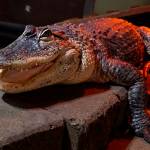 Photo by Sam Fletcher