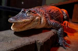 Photo by Sam Fletcher