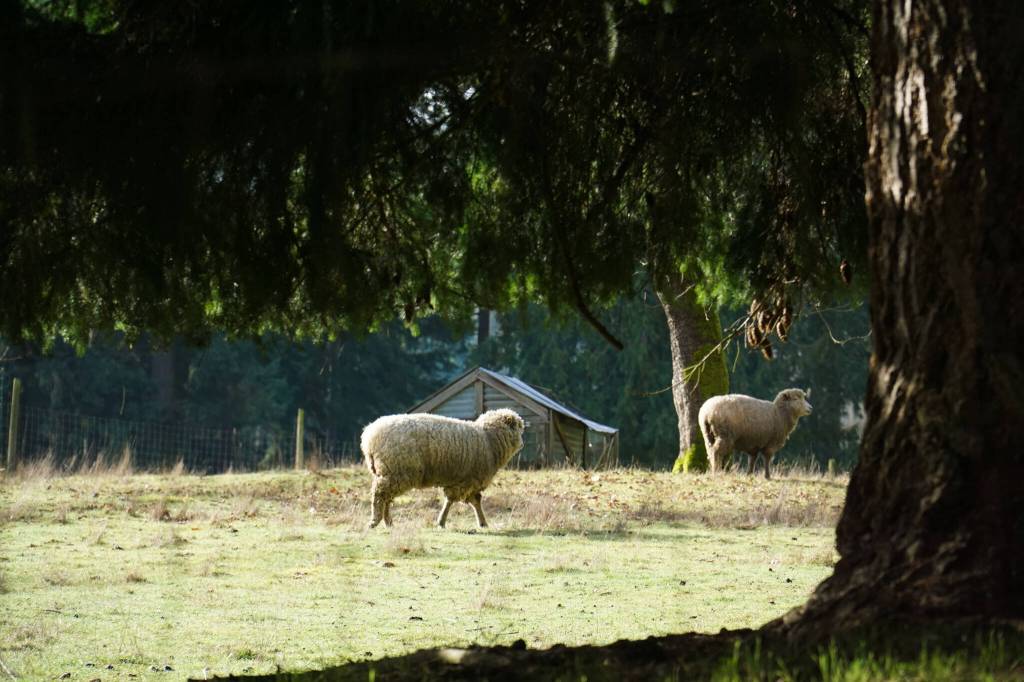 Sheep now live on Carl Weathers former Clinton ranch, which he owned from 1994-2002. (Photo by Sam Fletcher)
Sheep now live on Carl Weathers former Clinton ranch, which he owned from 1994-2002. (Photo by Sam Fletcher)