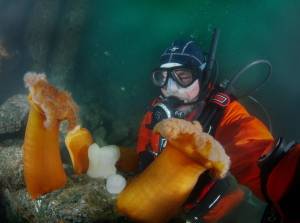 Longtime Whidbey diver Jan Kocian examines some plumose anemones off Whidbey Island. (Photo courtesy of Jan Kocian)