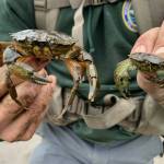 European green crabs live in shallow, near-shore intertidal areas, eating native shellfish like clams and devastating estuaries and eelgrass beds. (Photo courtest of the WDFW)