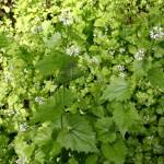 Garlic mustard, which exists in small numbers on Whidbey, is another huge offender statewide. (Photo courtesy of Seth Luginbill)
