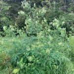 Poison hemlock, which pops up in the springtime, attacks the respiratory system and is harmful to humans and livestock. (Photo courtesy of Seth Luginbill)