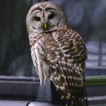 A barred owl sits on a pick-up truck in Coupeville. (Photo courtesy of Martha Ellis)