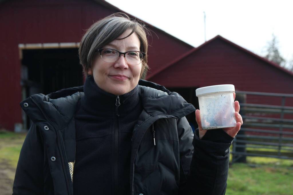 Island County Natural Resource Specialist Kelly Zupich holds a jar containing eggs and sand. The eggs will then be sent to the Washington Department of Fish and Wildlife and help scientists understand how forage fish populations are doing across the Puget Sound. (Photo by Luisa Loi)