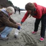 Citizen science volunteers Beverly Yoshioka, at left, and Britt McKenzie, at right, scoop up sand in hopes to find forage fish eggs in the samples. (Photo by Luisa Loi)