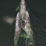 From left, Sounders CRC-356 (Carson), CRC-723 (Lucyfer) and CRC-383 (Cascade) gather together. (Photo by SR3)