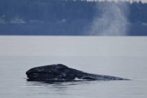 North Puget Sound “Sounders” gray whale CRC53 Little Patch shows his face, by Serena Tierra, Orca Network