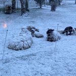Sheep bear the winter at Bells Farm. (Photo courtesy of Bells Farm)