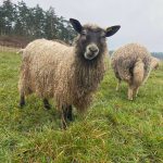 Sheep bear the winter at Bells Farm. (Photo courtesy of Bells Farm)