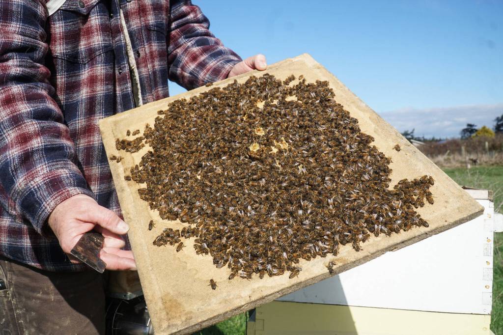 Bruce Eckholm displays some lively bees despite some cold weeks this winter. (Photo by Sam Fletcher)