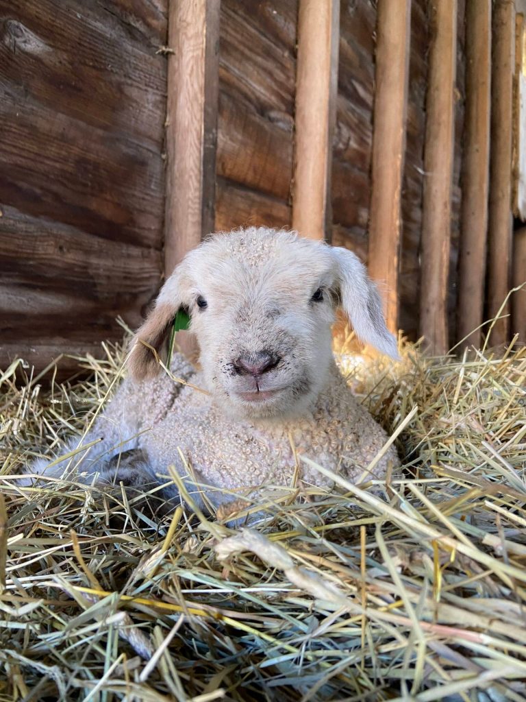 A sheep sits in Bells Farm. (Photo courtesy of Bells Farm)