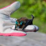 A big brown bat. (Photo by Luisa Loi)
