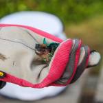 A big brown bat screeches in anger as Bat Rehabilitator Meg Lunnum holds it in her hand. (Photo by Luisa Loi)