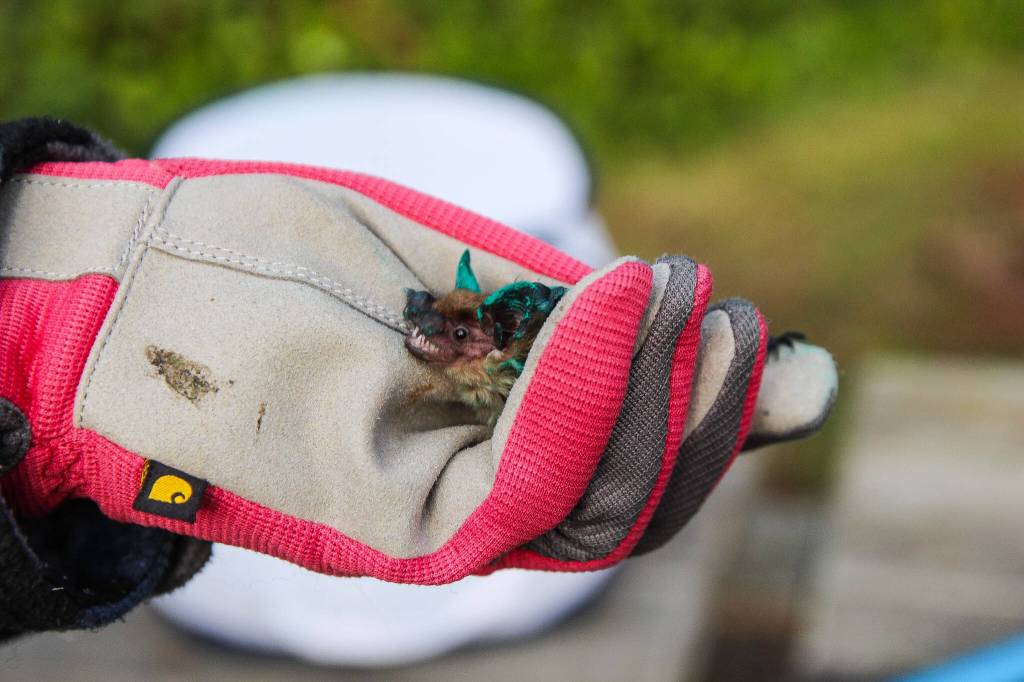A big brown bat screeches in anger as Bat Rehabilitator Meg Lunnum holds it in her hand. (Photo by Luisa Loi)