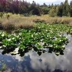 Photo courtesy of Freeland Wetlands Preserve
Freeland Wetlands Preserve is considered a habitat of local importance