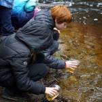 Photo by David Welton
South Whidbey Elementary School students release salmon into Maxwelton Creek in 2023.