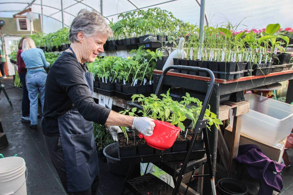 Susan Moore pours fish fertilizer on the tomato pots. (Photo by Luisa Loi)