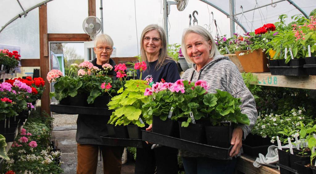 Photo by Luisa Loi
At left, Dorte Callahan, Elaine Madison and Brenda Faris proudly hold some geraniums, which are some of the most labor-intensive plants grown raised by the club.
