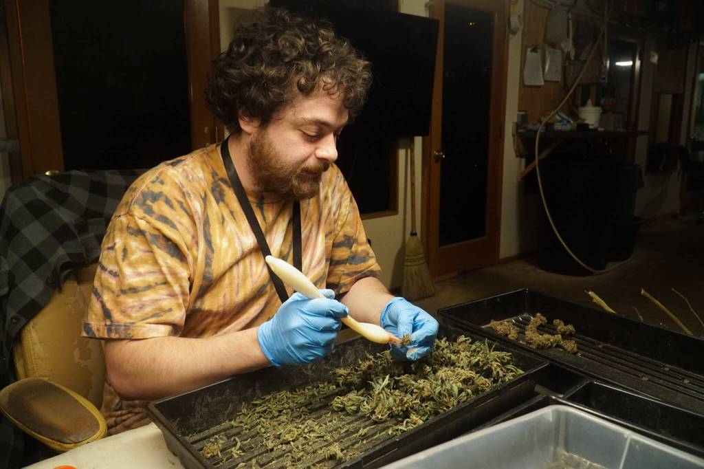 Island Gro trimmer Aaron Rogers cleans up the buds of the most recent harvest. (Photo by Sam Fletcher)