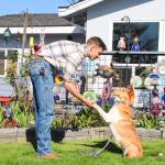 Photo by Luisa Loi
Brayden Burn shakes Tsunamis paw. Tsunami is a 2-year-old smooth sable collie, a breed that Corinne Boon said is going extinct in Europe, despite making a good family and herding pet.