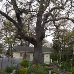 Photo by Sam Fletcher
Gary and Teresa Gillespies home came with a 400-plus-year-old Garry oak, the second largest on the island.