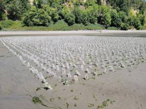 Photo courtesy of Taylor Shellfish
Soft mesh HDPE predator exclusion tubes are used to protect newly planted geoduck.