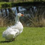 Photo by Kira Erickson/South Whidbey Record
Sebastopol geese cannot fly but are excellent swimmers.