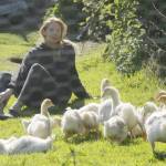 Photo by Kira Erickson/South Whidbey Record
Christyn Johnson spends some quality time with her flock of Sebastopol goslings. The heritage breed originated in southeastern Europe and the geese are known for their long, curly feathers.