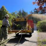 Claire Seitzer-Jones, a Department of Natural Resources firefighter, throws debris from the Pondilla Estates in Coupeville into a chipper. (Photo by Sam Fletcher)