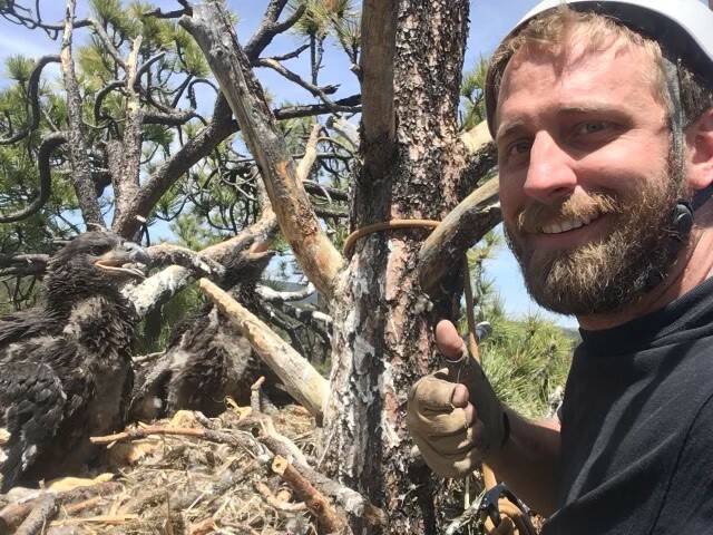 Photo provided
Biologist Kurt Licence poses with a baby eagle.