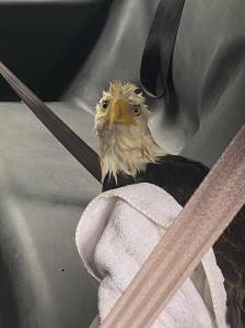 Island County Sheriff's Office posted this photo of an injured eagle that was brought to an animal clinic on Tuesday with the caption, "That look you get when you’ve had a rough night on the town and wake up in the back of a cop car. Lt. Crownover located this wayward soul on South Whidbey and transported it to the Useless Bay Animal Clinic for treatment of an injured wing (and possibly a hangover)." (Photo provided)