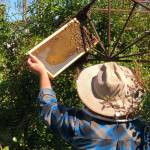 Coupeville Beekeeper Bruce Eckholm collects a swarm of bees in Oak Harbor (Photo courtesy of Gary Gillespie)