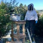 Coupeville Beekeeper Bruce Eckholm collects a swarm of bees in Oak Harbor (Photo courtesy of Gary Gillespie)