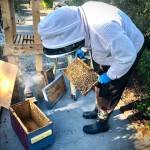 Coupeville Beekeeper Bruce Eckholm collects a swarm of bees in Oak Harbor (Photo courtesy of Gary Gillespie)