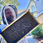 Photos courtesy of Gary Gillespie
Coupeville Beekeeper Bruce Eckholm collects a swarm of bees in Oak Harbor.