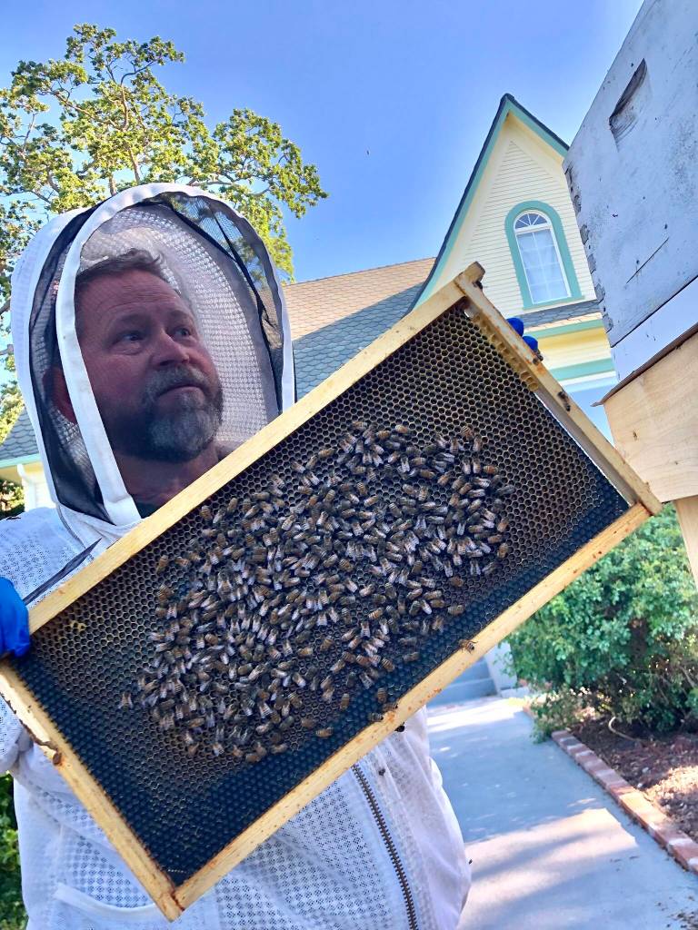 Photos courtesy of Gary Gillespie
Coupeville Beekeeper Bruce Eckholm collects a swarm of bees in Oak Harbor.