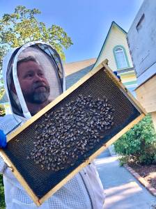 Coupeville Beekeeper Bruce Eckholm collects a swarm of bees in Oak Harbor (Photo courtesy of Gary Gillespie)