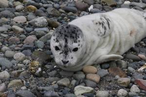 Photo by Jill Hein/Orca Network