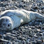 Photo by Jill Hein/Orca Network
Young seals are left ashore by themselves to rest while their mothers are off hunting. Human intervention is why mothers choose to abandon their young.