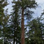 A Douglas fir tree stands tall in South Whidbey State Park where it holds out against the Bark Beetle infestation, May 23. (Photo by Caitlyn Anderson)