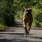 Photo by Sam Fletcher
A happy dog runs on the Kettles Trail near Coupeville, one of the completed portions of the bridge-to-boat trail.