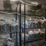 Shelves of mushrooms inside a grow tent at Willow Ranch, June 25. (Photo by Caitlyn Anderson)