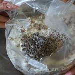 Melissa Tucker shows Blue Oyster mushrooms from the grow tent at Willow Ranch, June 25. (Photo by Caitlyn Anderson)