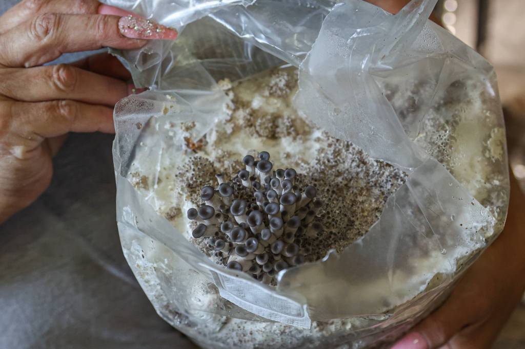 Melissa Tucker shows Blue Oyster mushrooms from the grow tent at Willow Ranch, June 25. (Photo by Caitlyn Anderson)