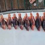 Photo provided
John Goebel speared lionfish as he sailed through the Caribbean.