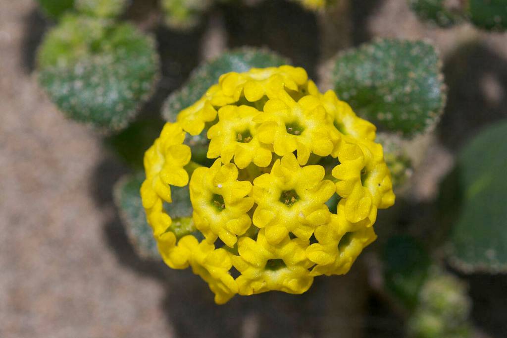 Sand verbena provides a perfect home for the sand verbena moth after thousands of years of co-evolution. (Photo courtesy of Eric Hunt)