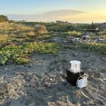 WDFW surveyors set up a moth blacklight trap at Joseph Whidbey State Park. Note from sand verbena moth lead Julie Combs: We didnt find the moth here, not enough host plants. (Photo courtesy of Jenny Shrum)