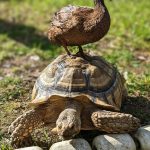 (Photo provided)
Móle the duck takes a ride on the shell of Raja the tortoise. Expect to find both of them at the fairs petting zoo this year.
