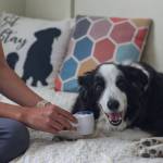 Photo by Caitlyn Anderson
Laser therapy utilizes energy from low level light waves to stimulate cell repair in muscle, tendon, nerve and blood cells.